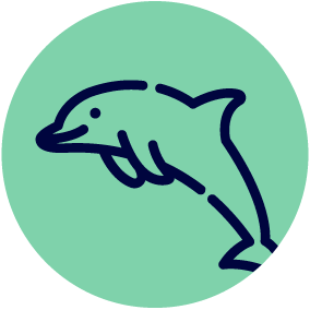 Dolphins Swimming Lessons