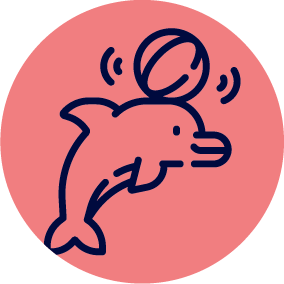 Little Dolphins